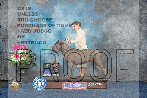 Cane Corso #9 Sat OHBOBAOM Judge Donnelle RichardsMJP_6576_HOUSTON_2023_HR3