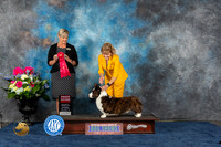 Cardigan Welsh Corgi #11 Sat G2 Judge Cheryl Patterson