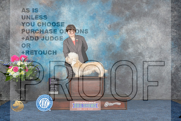Dandie Dinmont Terrier #J585 Sat 2nd Judge Sharon StecklerMJP_6141_HOUSTON_2023_HR3