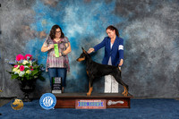 Doberman Pinscher #22 BBEBIS Sat Judge Sherry Patton