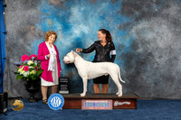 Dogo Argentina #11 Sat G4 Judge Donnelle Richards