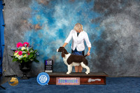 English Springer Spaniel #10 Sat WBM Judge Charles Olvis