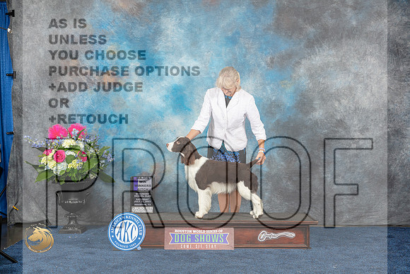 English Springer Spaniel #10 Sat WBM Judge Charles OlvisMJP_6406_HOUSTON_2023_HR3