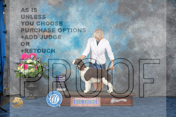 English Springer Spaniel #10 Sat WBM Judge Charles OlvisMJP_6407_HOUSTON_2023_HR3