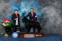 Flat Coated Retriever #9 Sat G4 Judge Del Richards