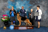 German Shepherd Dog #7 Sat G1 Judge Cheryl Patterson