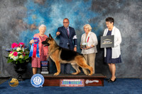 German Shepherd Dog 37 Sat RBIS Judge Lydia Hutchinson