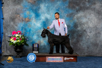 Giant Schnauzer #7 Sat WDBOWBOB Judge Joan Liebes