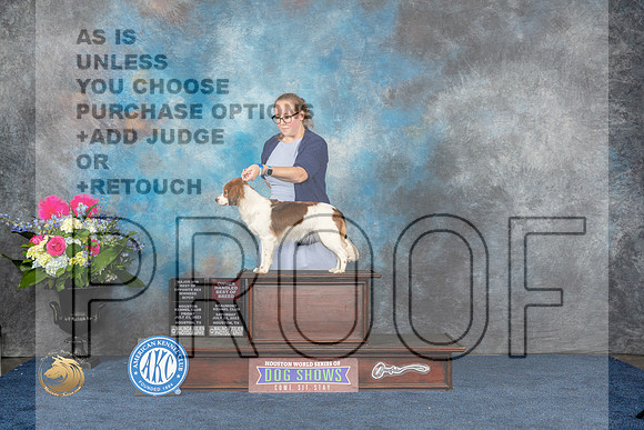 Nederlandse Kooikerhundje #14 Sat BOSOHBOBWBM Judge Del RichardsMJP_6132_HOUSTON_2023_HR3