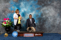 Pekingese #7 Sat G3 Judge Elizabeth Muthard
