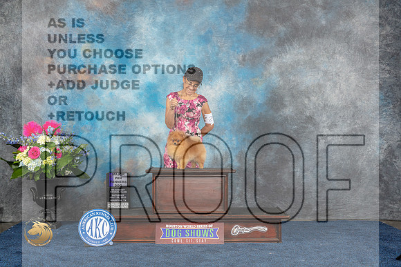 Pomeranian #5 Sat WDM Judge Elizabeth MuthardMJP_6019_HOUSTON_2023_HR3