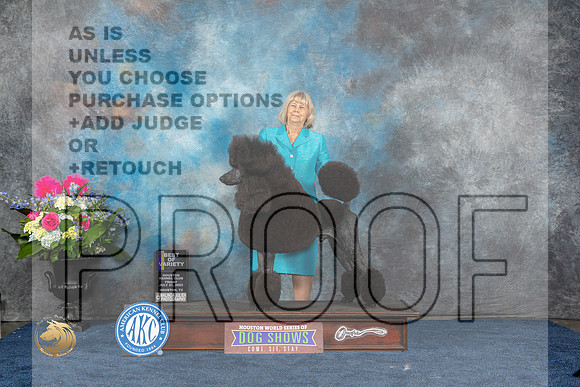 Poodle Std #37 Sat BOV Judge Anne GallantMJP_6089_HOUSTON_2023_HR3