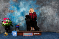 Poodle Std #9 Sat BOWBOS Judge Ann Gallant