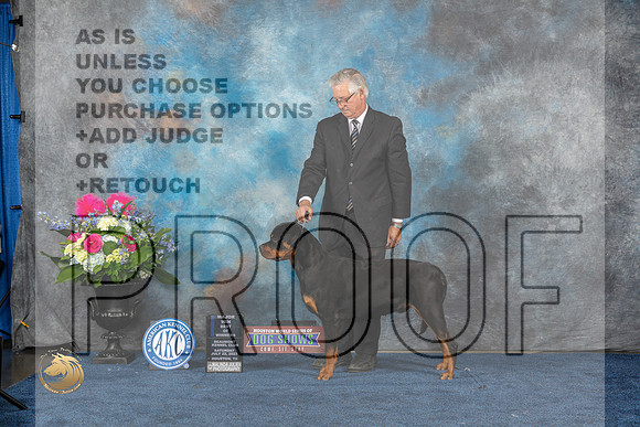 Rottweiler #17 Sat WBBOWM Judge Joan LiebesMJP_6354_HOUSTON_2023_HR3