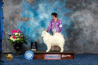 Samoyed #16 Sat WBBOW Judge Del Richards