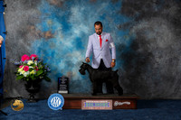 Schnauzer Std #24 Sat WBMCH Judge Joan Liebes