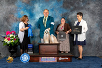 Shih Tzu #7 Sat G1 Judge Elizabeth Muthard