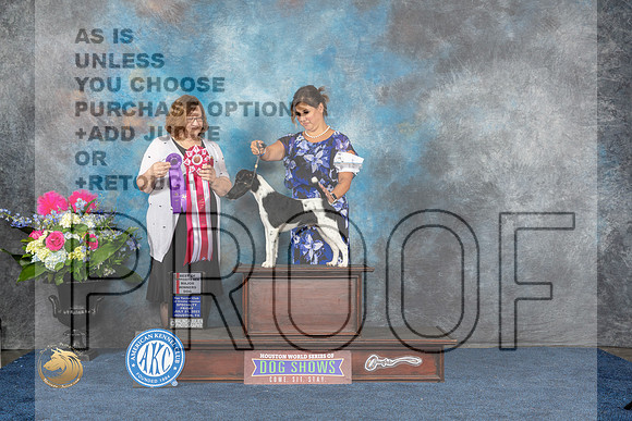 Smooth Fox Terrier #11 WDBOS Judge Elizabeth MuthardMJP_6208_HOUSTON_2023_HR3