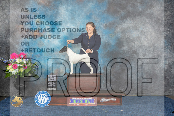 Smooth Fox Terrier #5 Sat SD Judge Elizabeth MuthardMJP_6112_HOUSTON_2023_HR3
