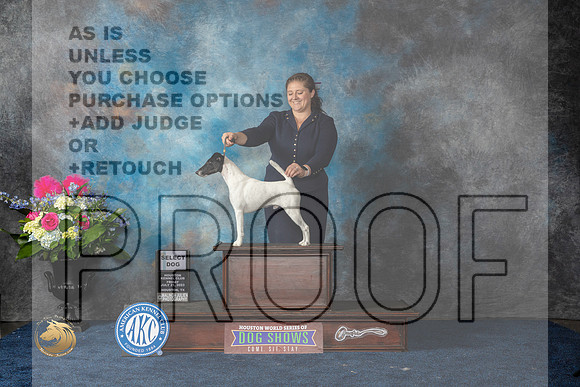 Smooth Fox Terrier #5 Sat SD Judge Elizabeth MuthardMJP_6113_HOUSTON_2023_HR3