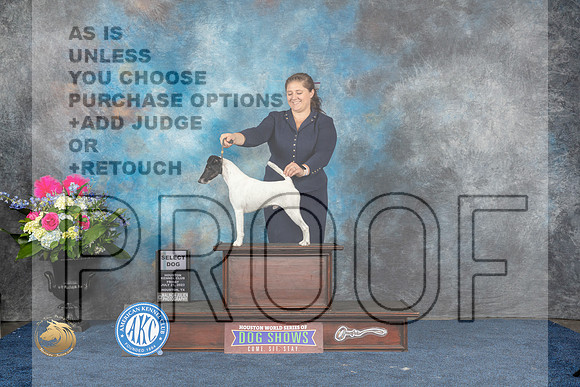 Smooth Fox Terrier #5 Sat SD Judge Elizabeth MuthardMJP_6114_HOUSTON_2023_HR3