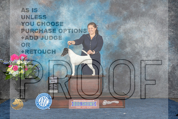 Smooth Fox Terrier #5 Sat SD Judge Elizabeth MuthardMJP_6115_HOUSTON_2023_HR3