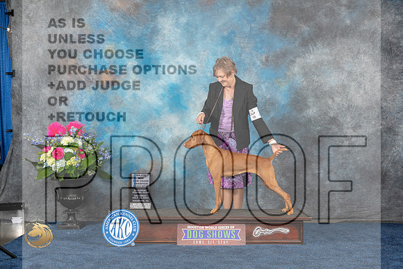 Vizsla #24 Sat BOWGrCh Judge Charles OlvisMJP_6301_HOUSTON_2023_HR3