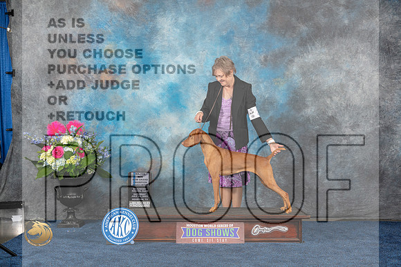 Vizsla #24 Sat BOWGrCh Judge Charles OlvisMJP_6302_HOUSTON_2023_HR3
