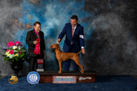 Vizsla #6 Sat G2 Judge Del Richards