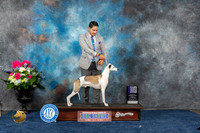 Whippet #19 Fri WBCH Judge Anne Gallant