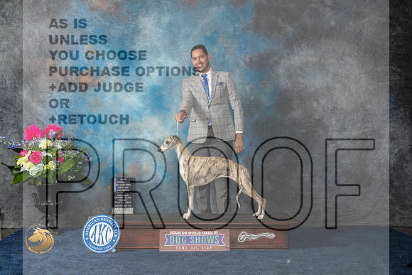 Whippet #26 Fri BOWCH Judge Anne GallantMJP_6075_HOUSTON_2023_HR3