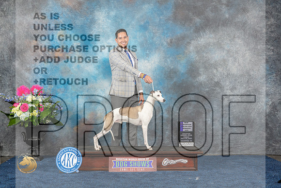 Whippet #19 Fri WBCH Judge Anne GallantMJP_6086_HOUSTON_2023_HR3