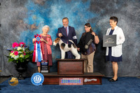 Wirehaired Fox TErrier #19 Sat BIS Judge Lydia Hutchinson