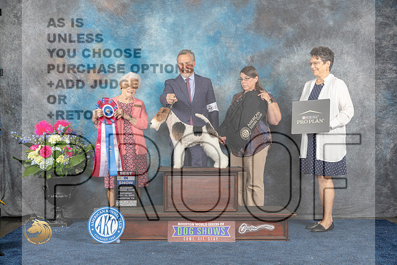 Wirehaired Fox TErrier #19 Sat BIS Judge Lydia HutchinsonMJP_6519_HOUSTON_2023_HR3