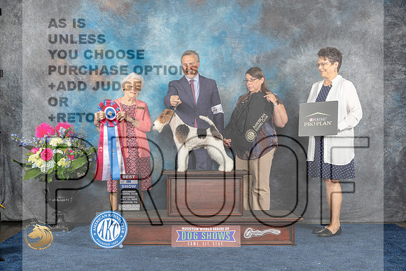 Wirehaired Fox TErrier #19 Sat BIS Judge Lydia HutchinsonMJP_6521_HOUSTON_2023_HR3