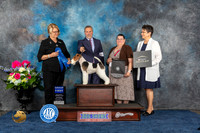 Wirehaired Fox Terrier #19 Sat G1 Judge Cindy Lane