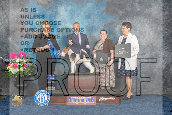 Wirehaired Fox Terrier #19 Sat G1 Judge Cindy LaneMJP_6120_HOUSTON_2023_HR3
