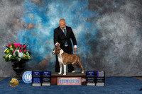 American Staffordshire Terrier #19 Wed BOW Judge Jim Cross Fri BOW Judge Tony Ingram Sat BOW Judge Cindy Lane Sun WD NC Judge Patricia Trotter