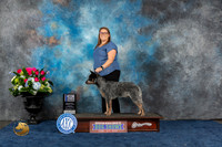 Australian Cattle Dog #7 Sun BOW WD Judge Charles Olvis