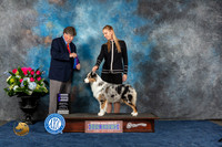 Australian Shepherd #12 Sun WB Judge Charles Olvis