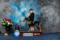 Beauceron #6 Fri 1st BOS BW Judge Eric Liebes