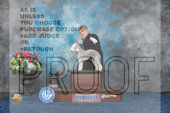 Bedlington Terrier #10 Sun BOW MAJ Judge Elizabeth MuthardMJP_7433_HOUSTON_2023_HR3