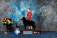 Belgian Sheepdog #16 Sun WB MAJ Judge Charles Olvis