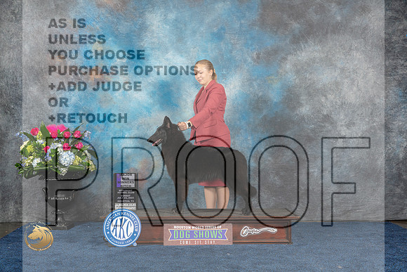 Belgian Sheepdog #16 Sun WB MAJ Judge Charles OlvisMJP_7126_HOUSTON_2023_HR3