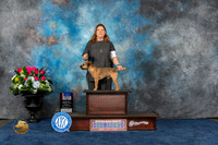 Border Terrier #7 Sun BW BOS Judge Elizabeth Muthard