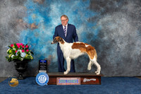 Borzoi #24 Sun BOW Judge Cheryl Paterson