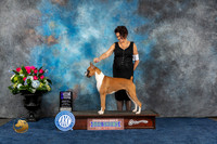 Boxer #28 Sun WB MAJ Judge Charles Olvis