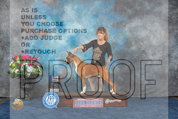 Boxer #41 Fri 1st Dog 12 18 Judge Patricia TrotterMJP_6918_HOUSTON_2023_HR3