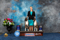 Boxer #42 #43 Wed WD BW BOS Fri WB BOS Judge ? Judge Patrcia Trotter r