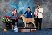 Cane Corso #16 Sun BOS Judge Joan Liebes